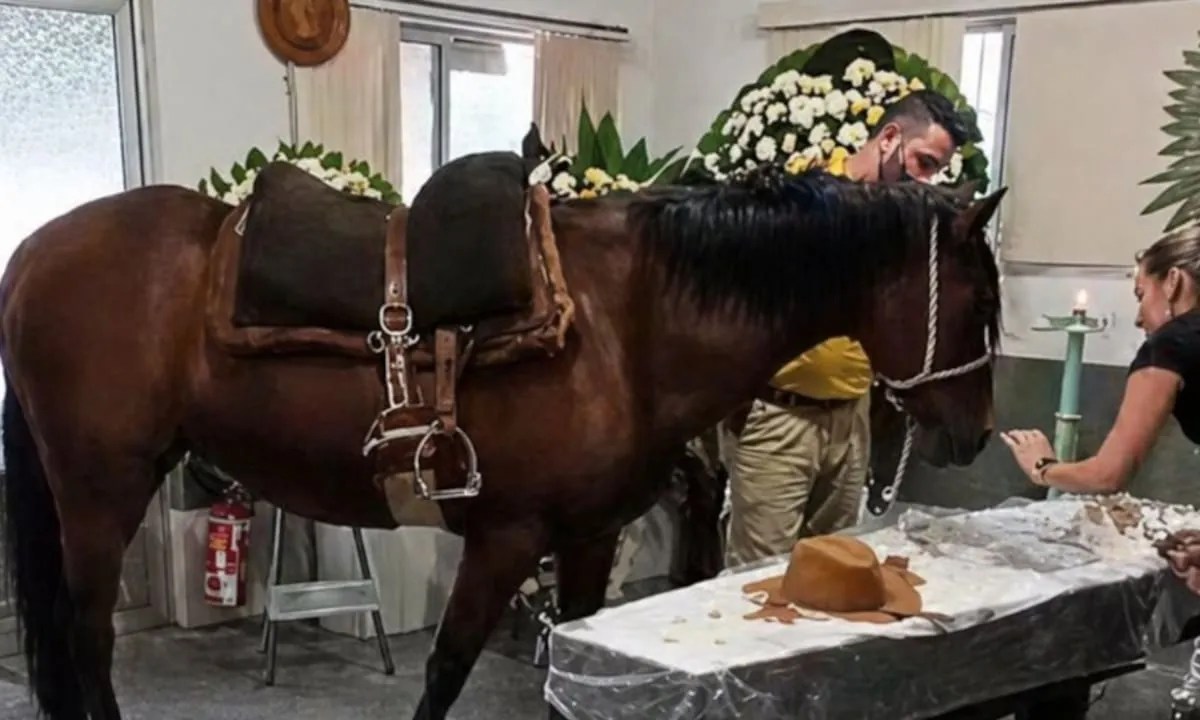 Una yegua asistió al funeral de su dueño en Brasil y su reacción frente al ataúd se volvió viral