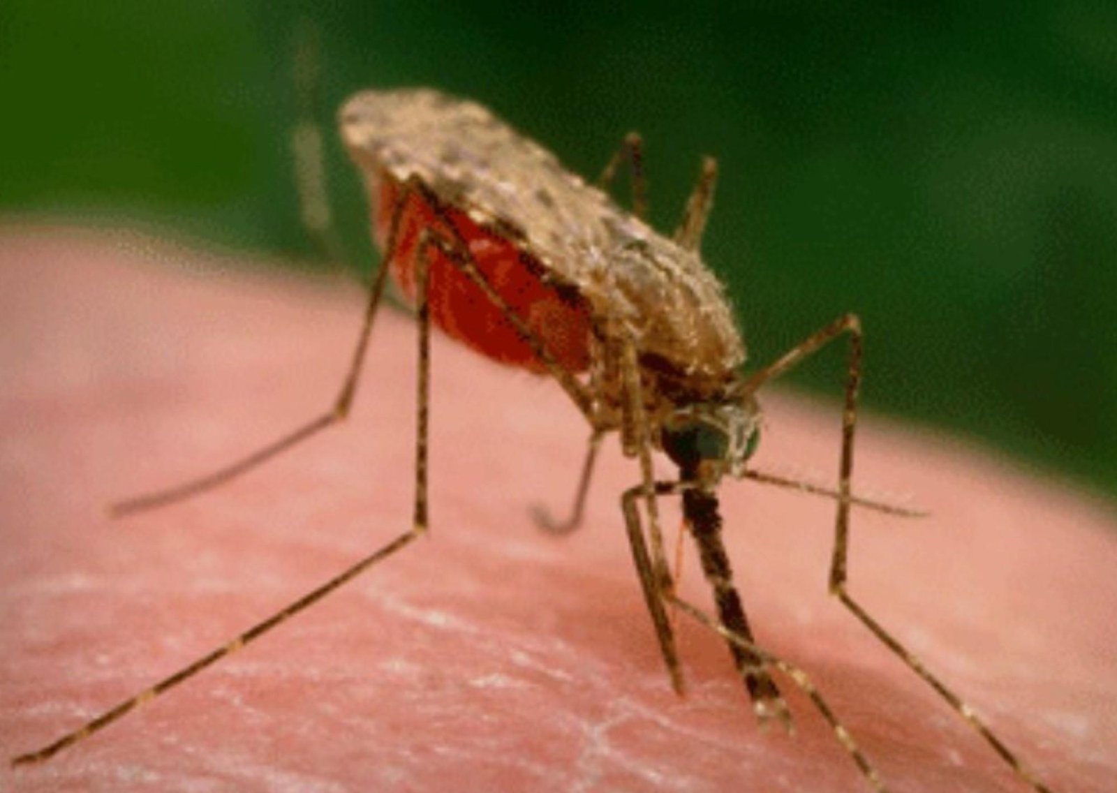 Los mosquitos Anopheles se alimentan de sangre humana desde hace 2 millones de años