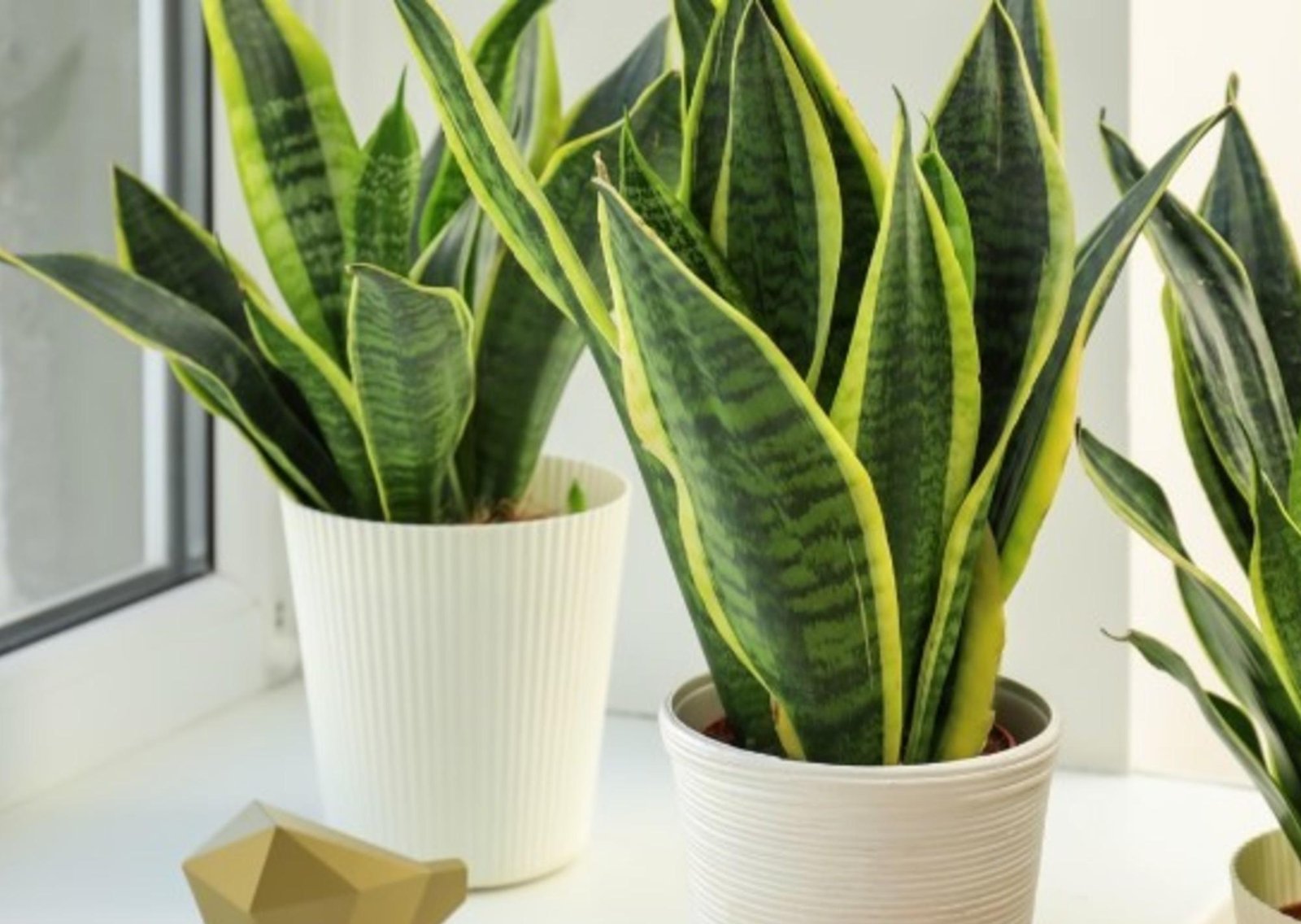 Colocar hielo en la lengua de suegra: para qué sirve y por qué recomiendan hacerlo